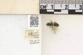 Media type: image;   Entomology 771458 Aspect: Labels